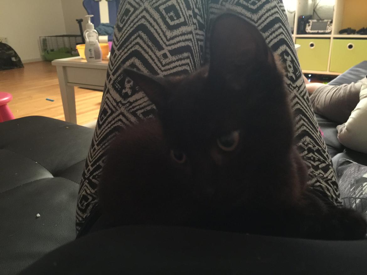 Huskat Cupcake <3 billede 1