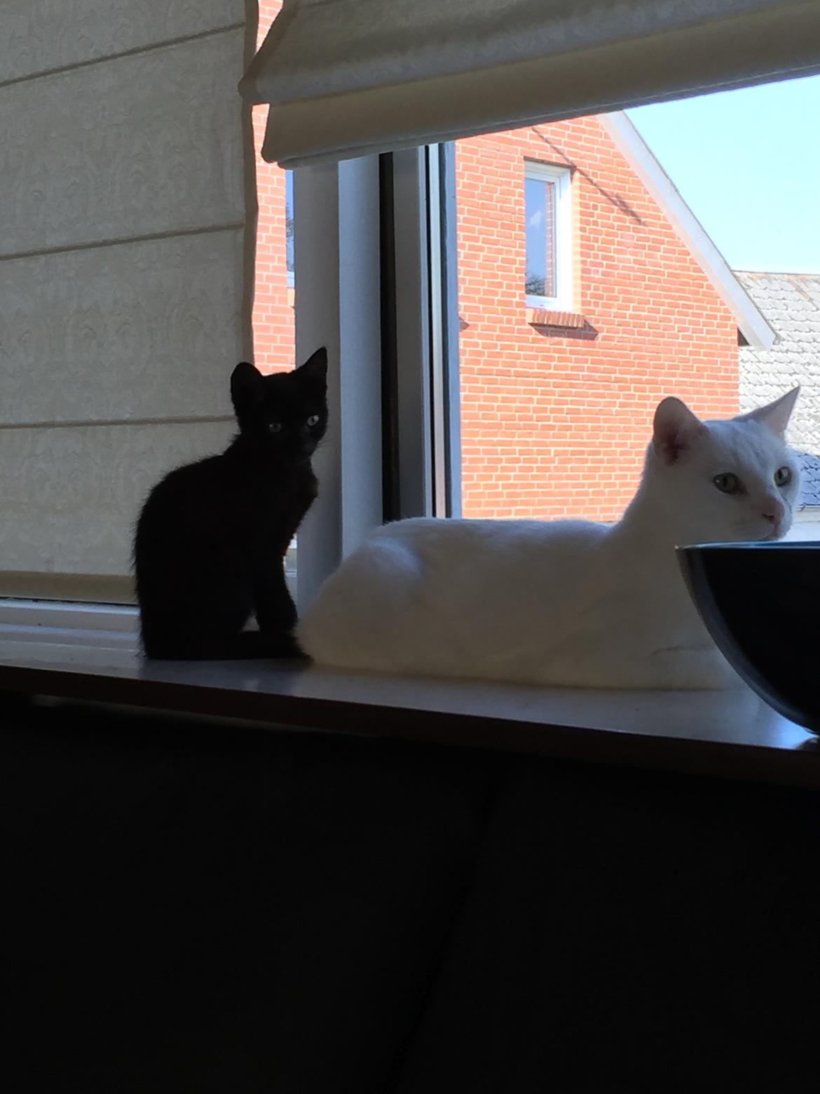 Huskat Cupcake <3 billede 3