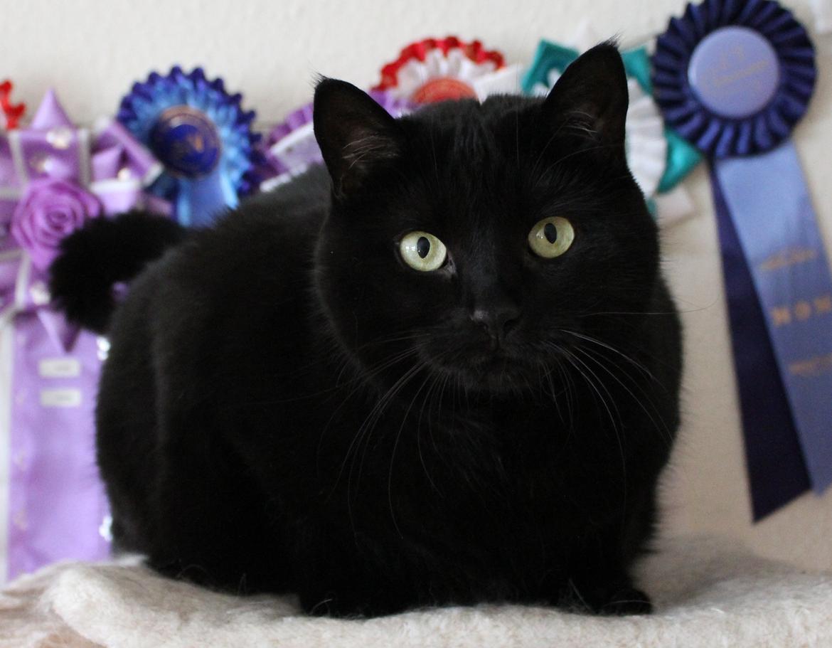 Huskat Siri billede 1