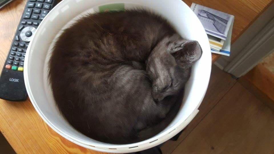 Blanding af racer star billede 4