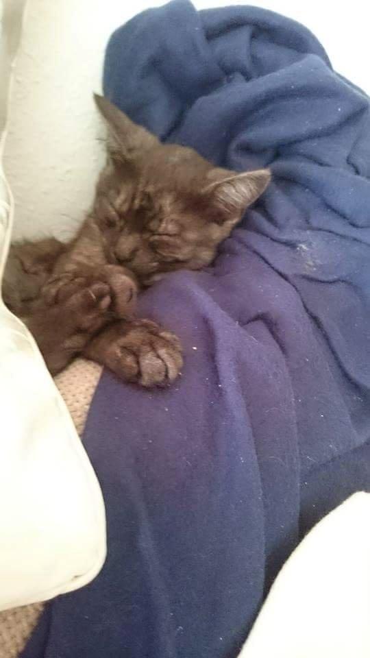 Blanding af racer star billede 3