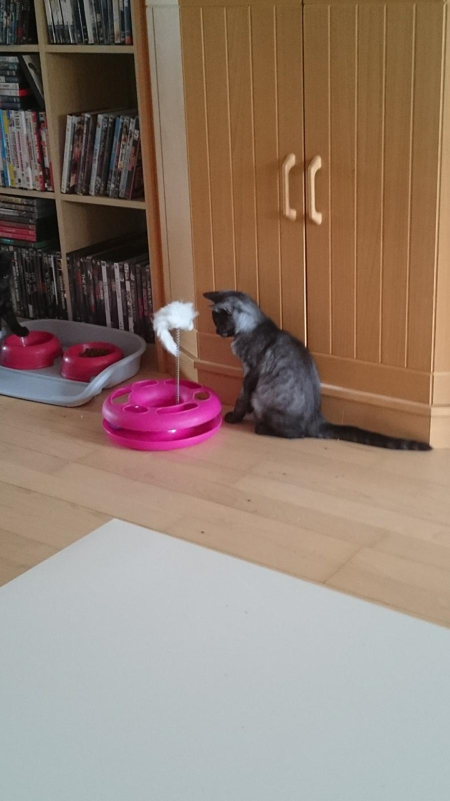 Blanding af racer star billede 2