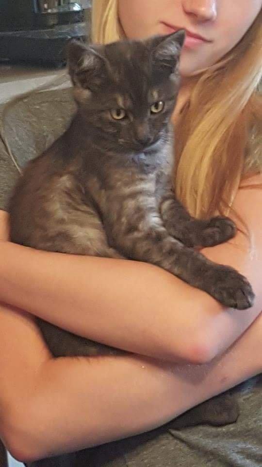 Blanding af racer star billede 5