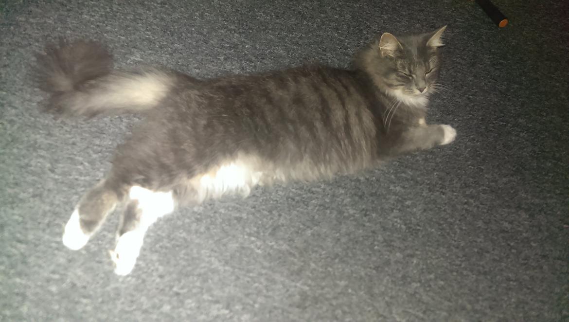 Blanding af racer Kayla himmelkat billede 10