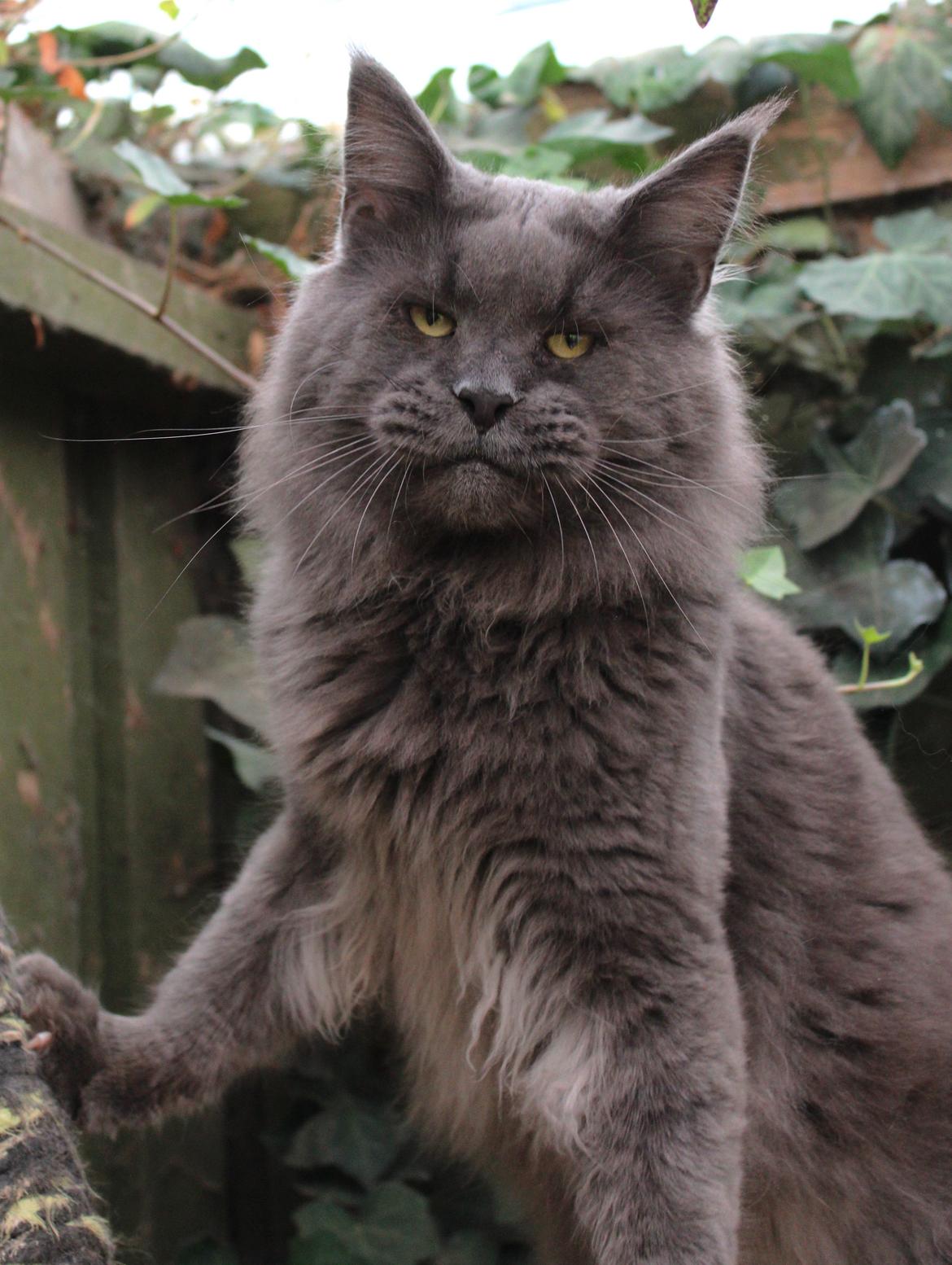 Maine Coon DK Proud Danish Prince Charming billede 1