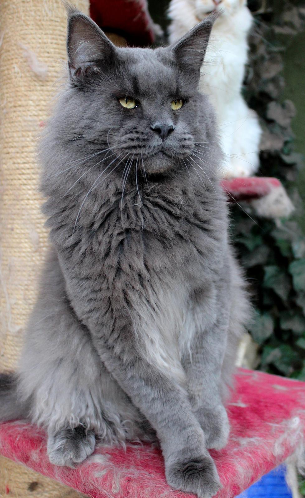 Maine Coon DK Proud Danish Prince Charming billede 2