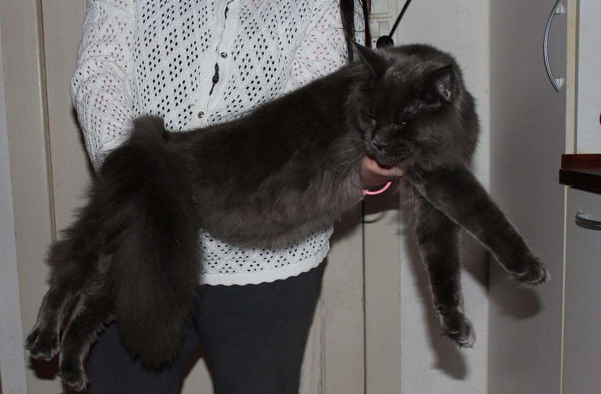 Maine Coon DK Proud Danish Prince Charming billede 3