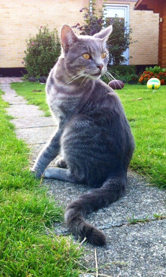 Blanding af racer Johnson billede 1