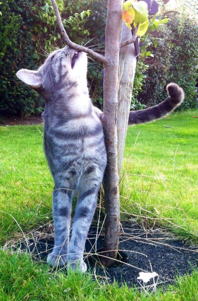 Blanding af racer Johnson billede 2