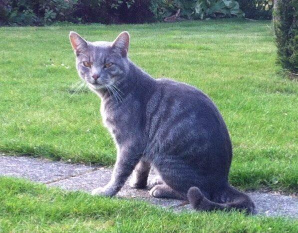 Blanding af racer Johnson billede 3