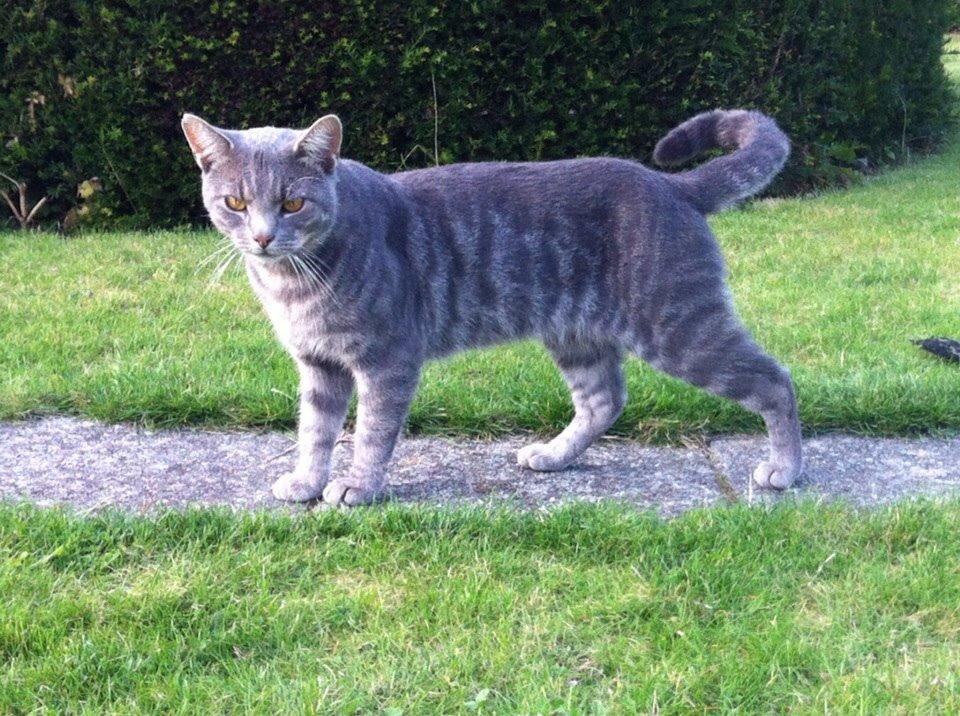 Blanding af racer Johnson billede 4