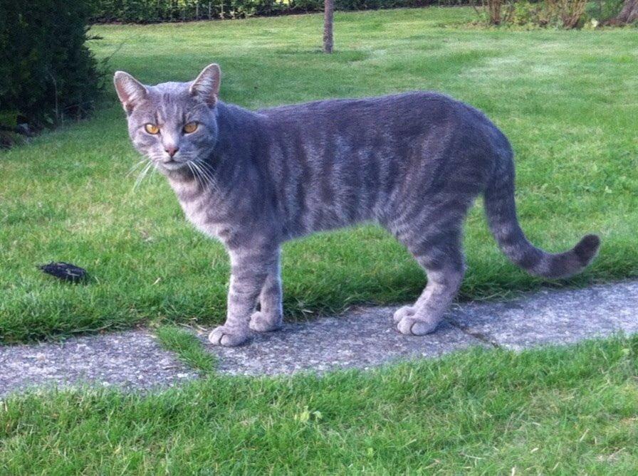 Blanding af racer Johnson billede 5