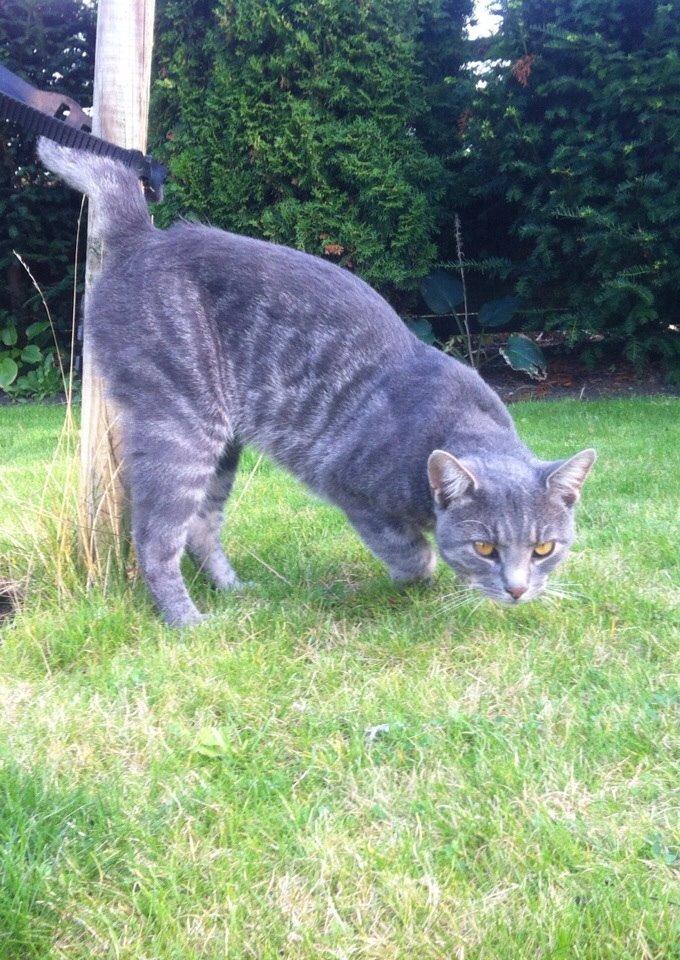 Blanding af racer Johnson billede 6