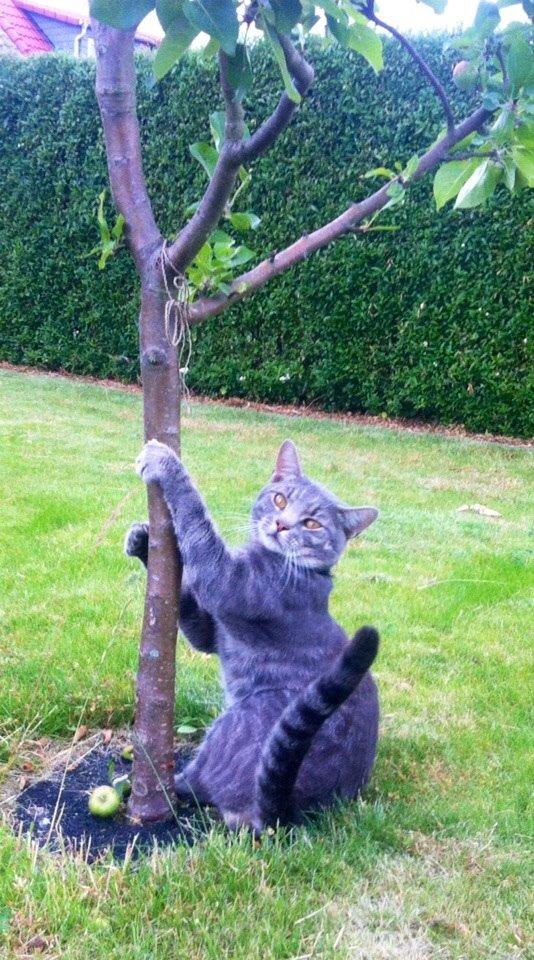 Blanding af racer Johnson billede 7