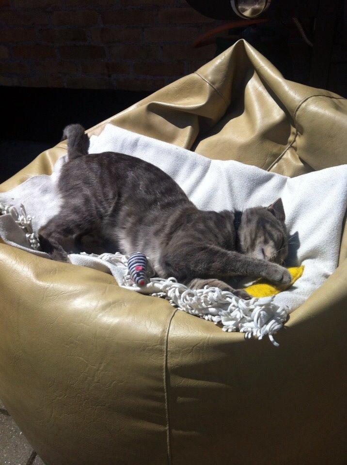 Blanding af racer Johnson billede 8