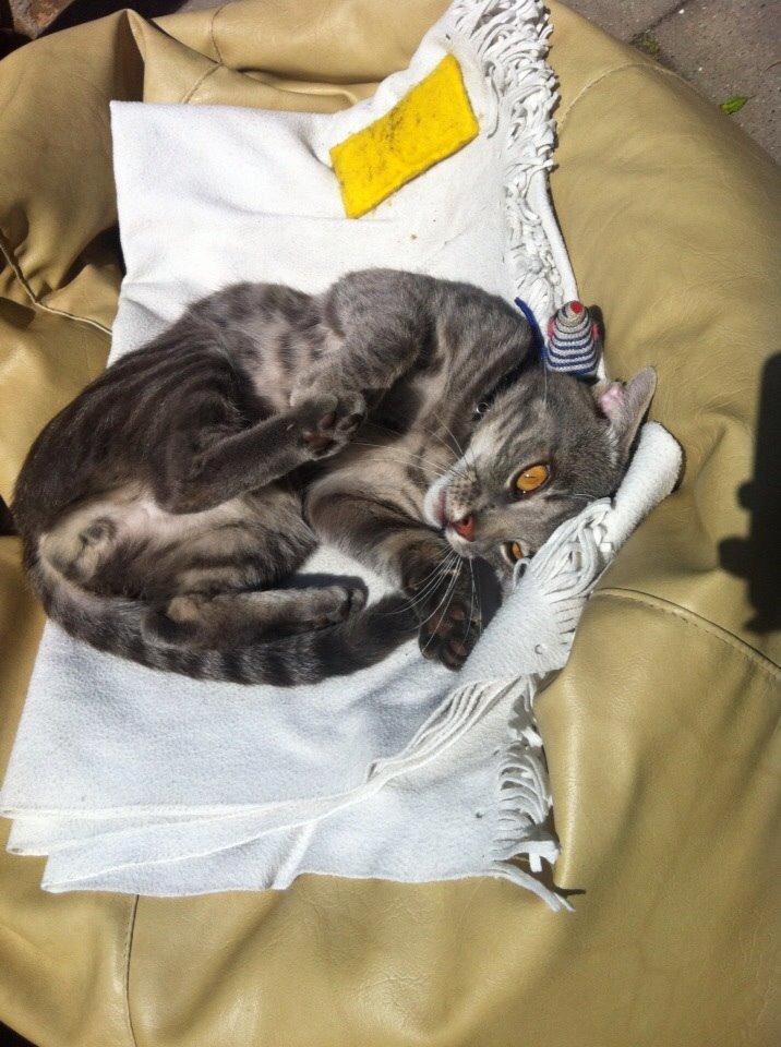 Blanding af racer Johnson billede 9