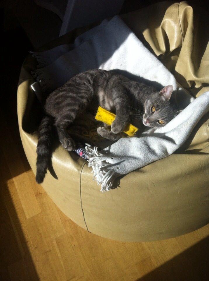 Blanding af racer Johnson billede 10