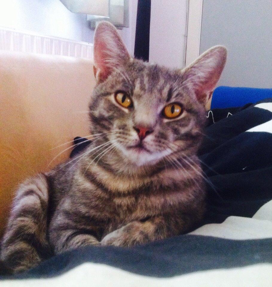 Blanding af racer Johnson billede 11