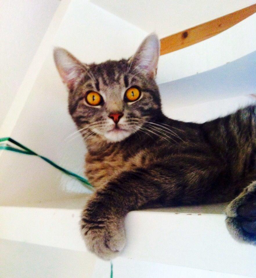 Blanding af racer Johnson billede 12