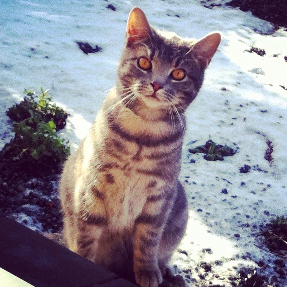 Blanding af racer Johnson billede 13