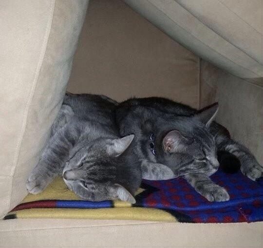 Blanding af racer Johnson billede 15