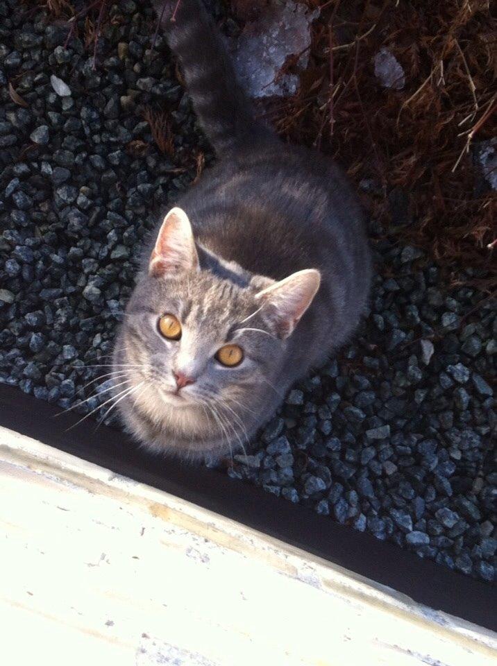 Blanding af racer Johnson billede 14