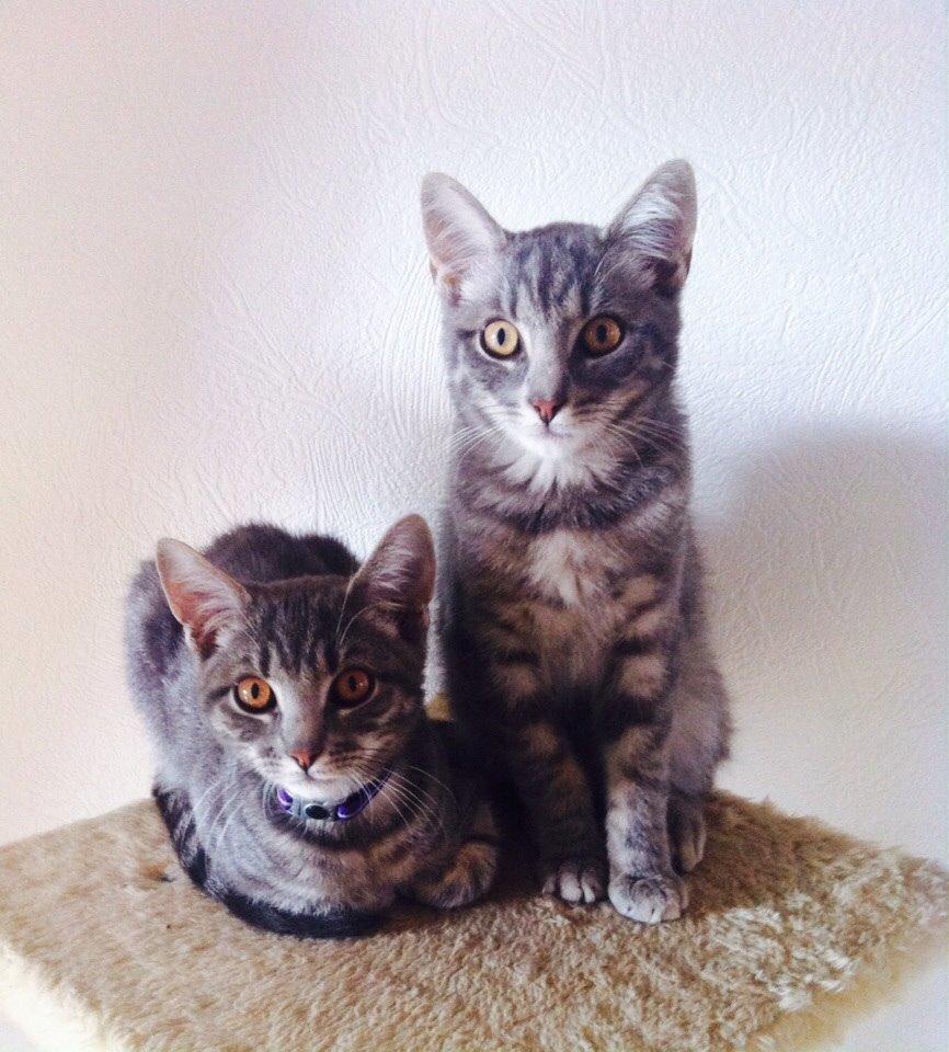 Blanding af racer Johnson billede 17