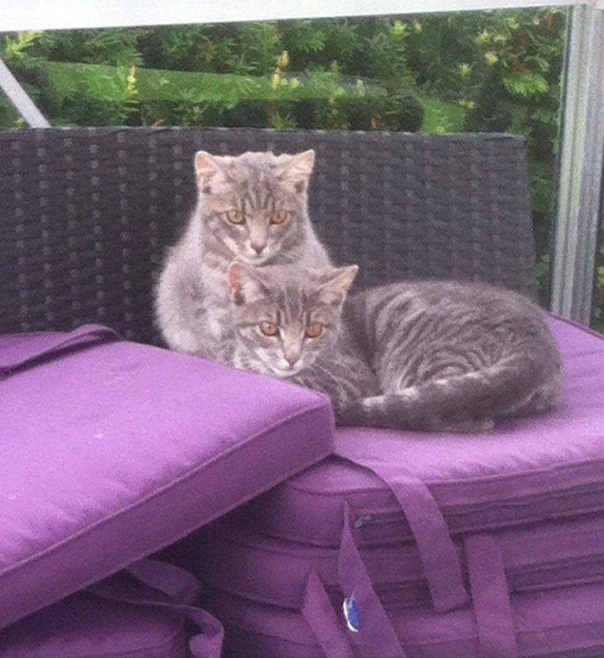 Blanding af racer Johnson billede 18