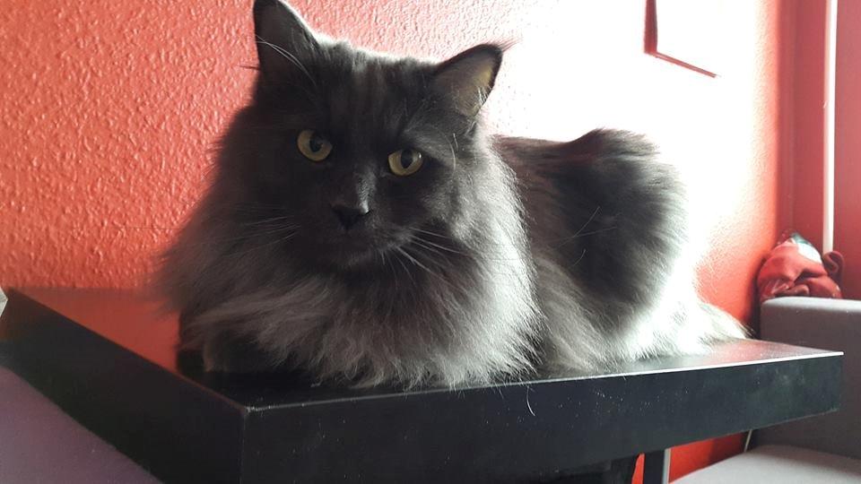 Blanding af racer Julius (Julle) billede 1