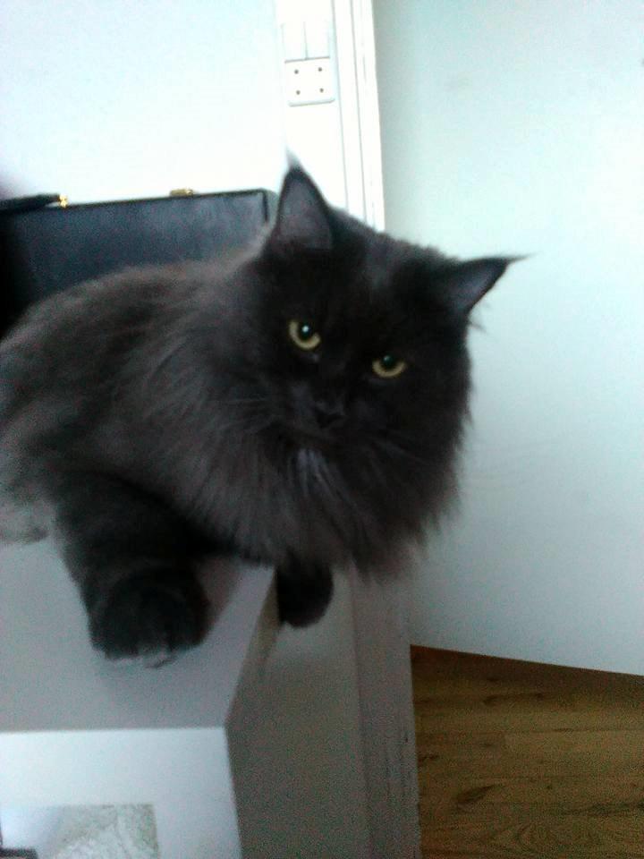 Blanding af racer Julius (Julle) billede 2