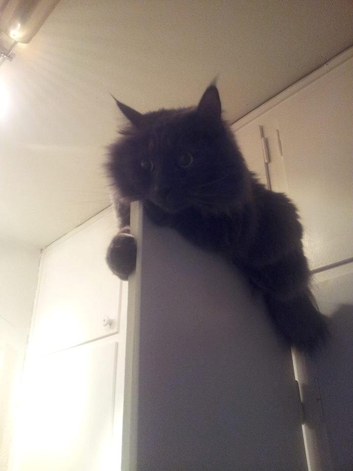 Blanding af racer Julius (Julle) billede 3