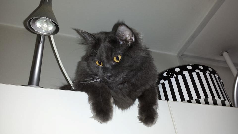 Blanding af racer Julius (Julle) billede 4