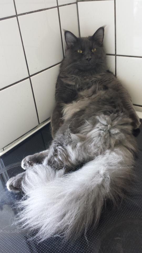 Blanding af racer Julius (Julle) billede 5