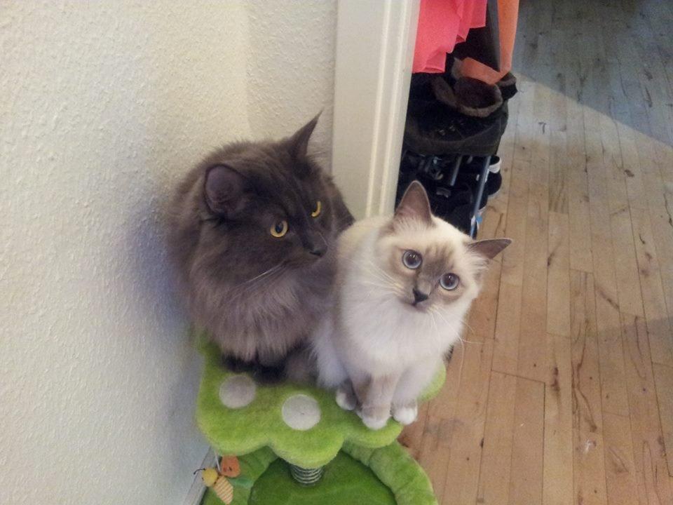 Blanding af racer Julius (Julle) - Sammen med halv søster Bella  billede 6