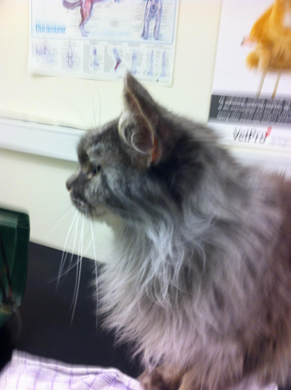 Maine Coon Sleipner/Koda billede 9