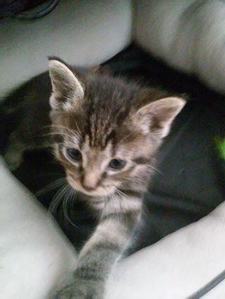 Huskat Evie Frye billede 7