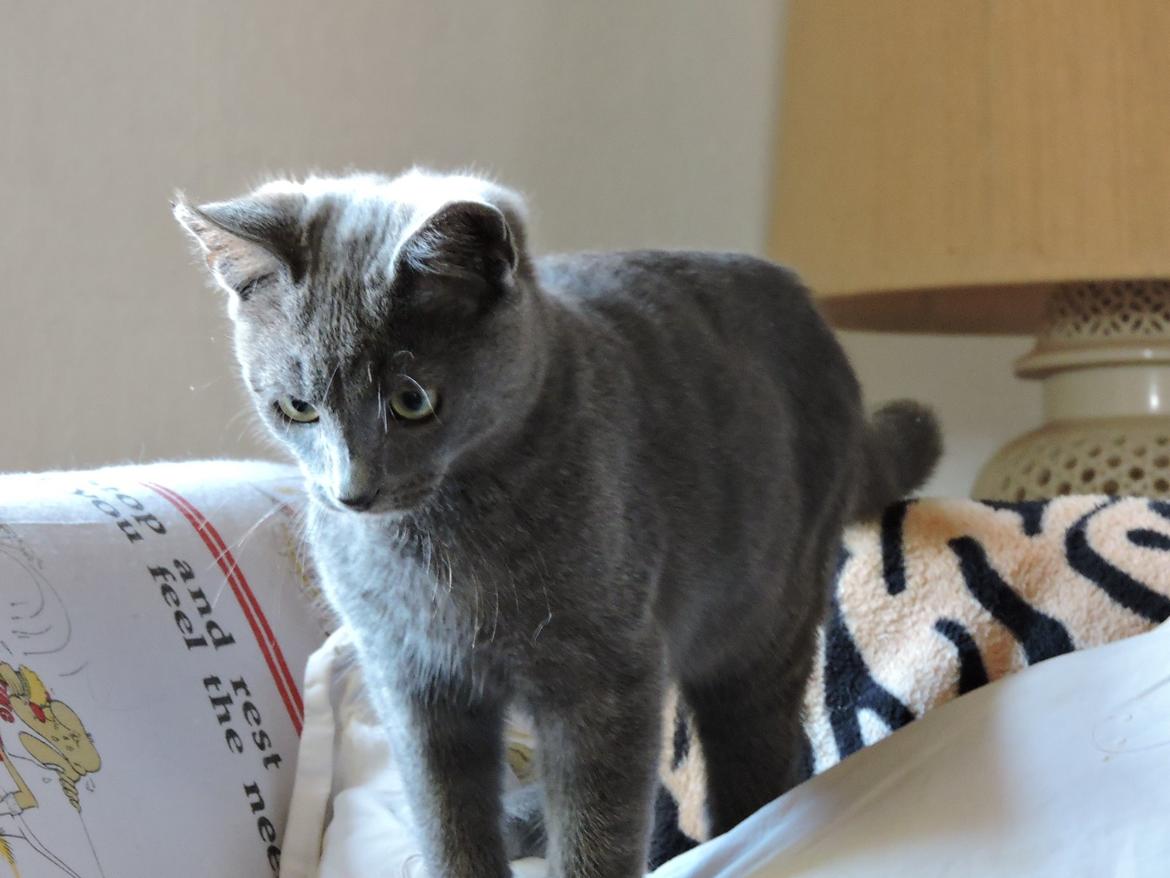 Russian Blue Vinterberg billede 3