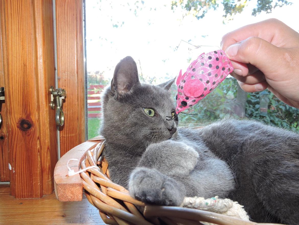 Russian Blue Vinterberg billede 5