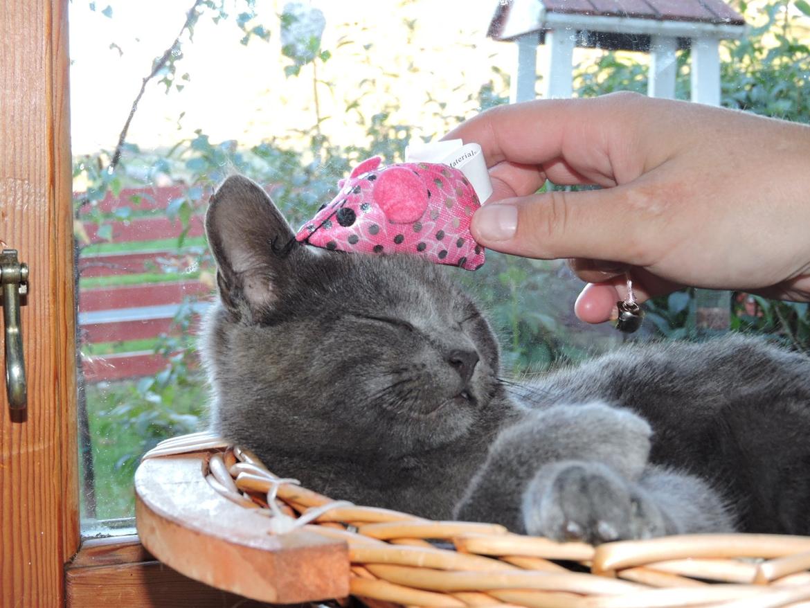 Russian Blue Vinterberg billede 6