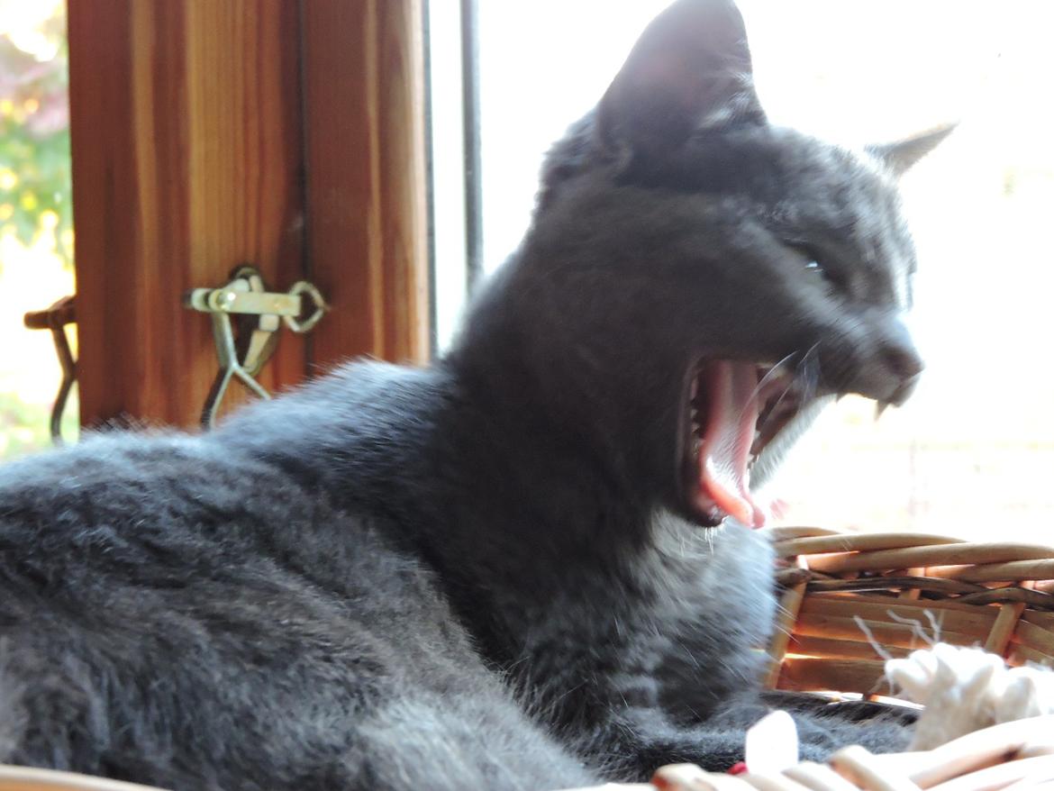 Russian Blue Vinterberg billede 8