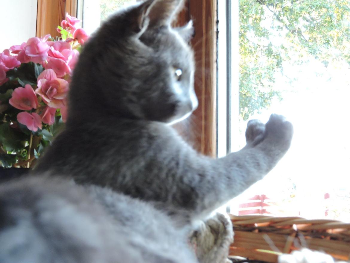 Russian Blue Vinterberg billede 9