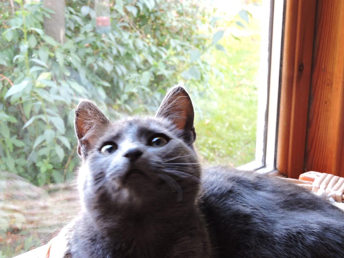 Russian Blue Vinterberg billede 4