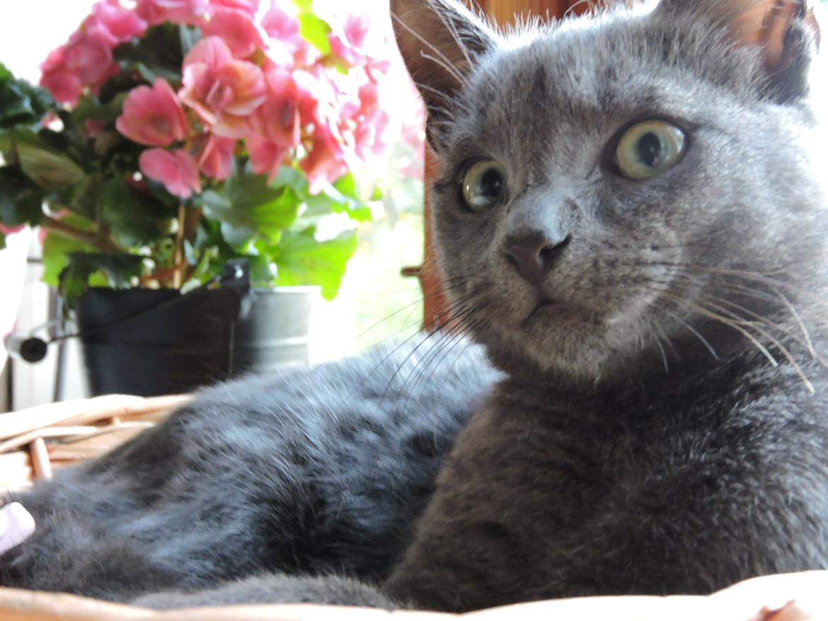 Russian Blue Vinterberg billede 10