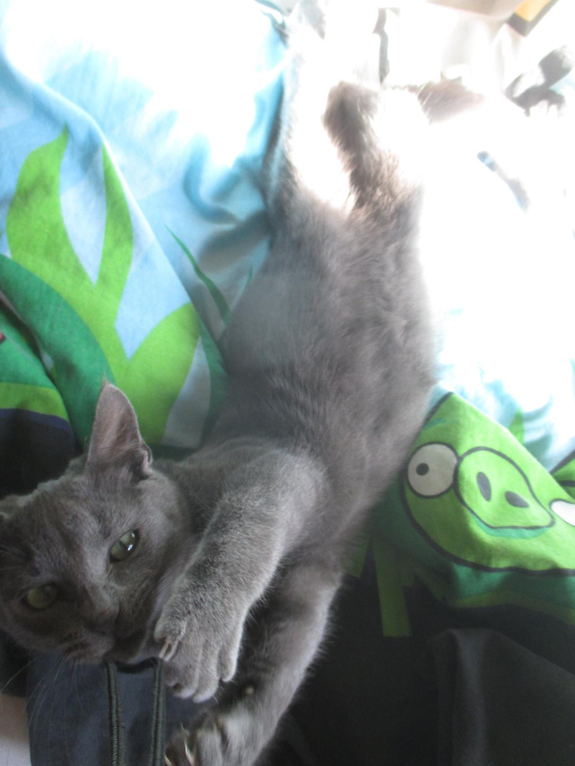 Russian Blue Vinterberg billede 14