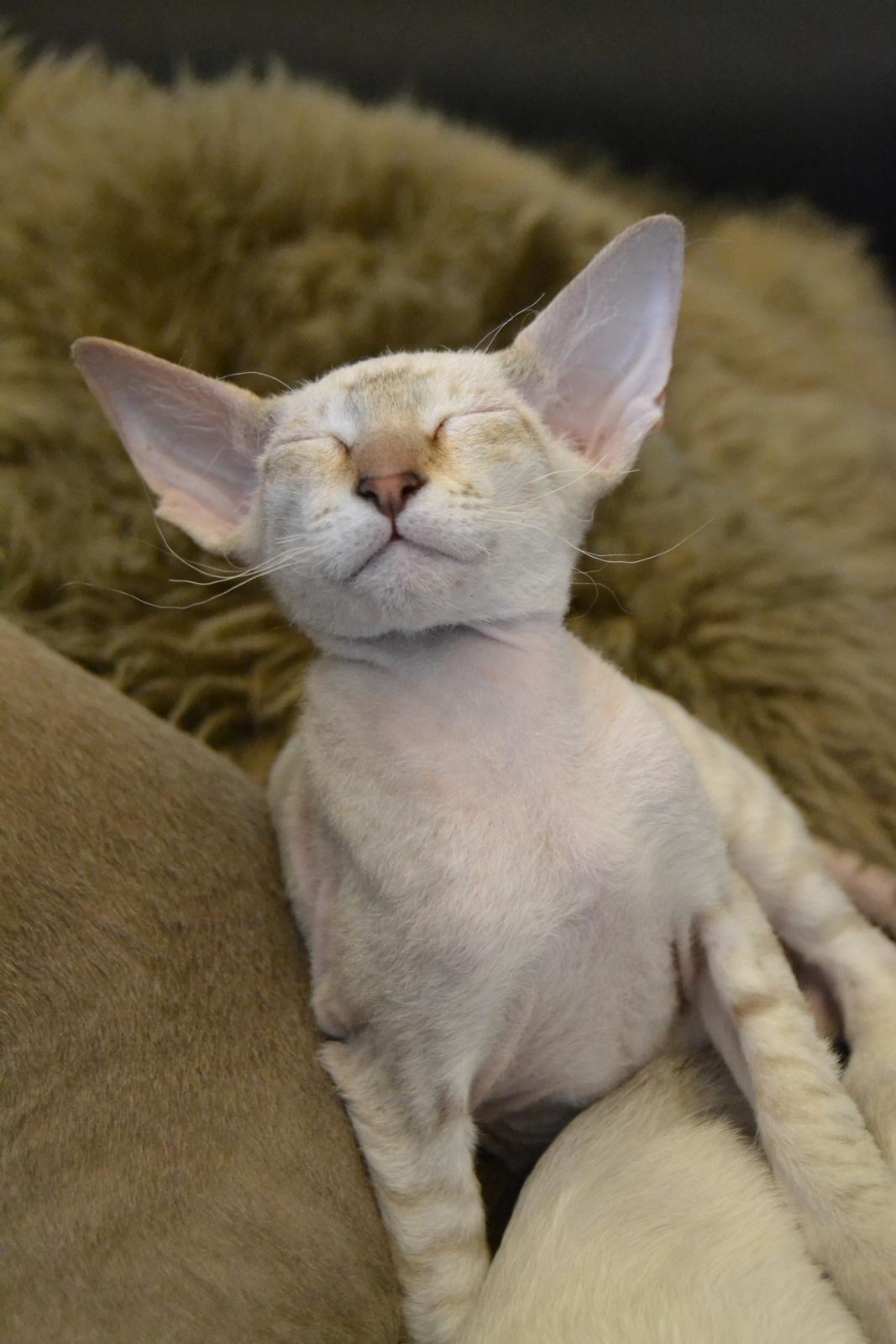 Peterbald DK Petheaven Marshmellow Rufus billede 2