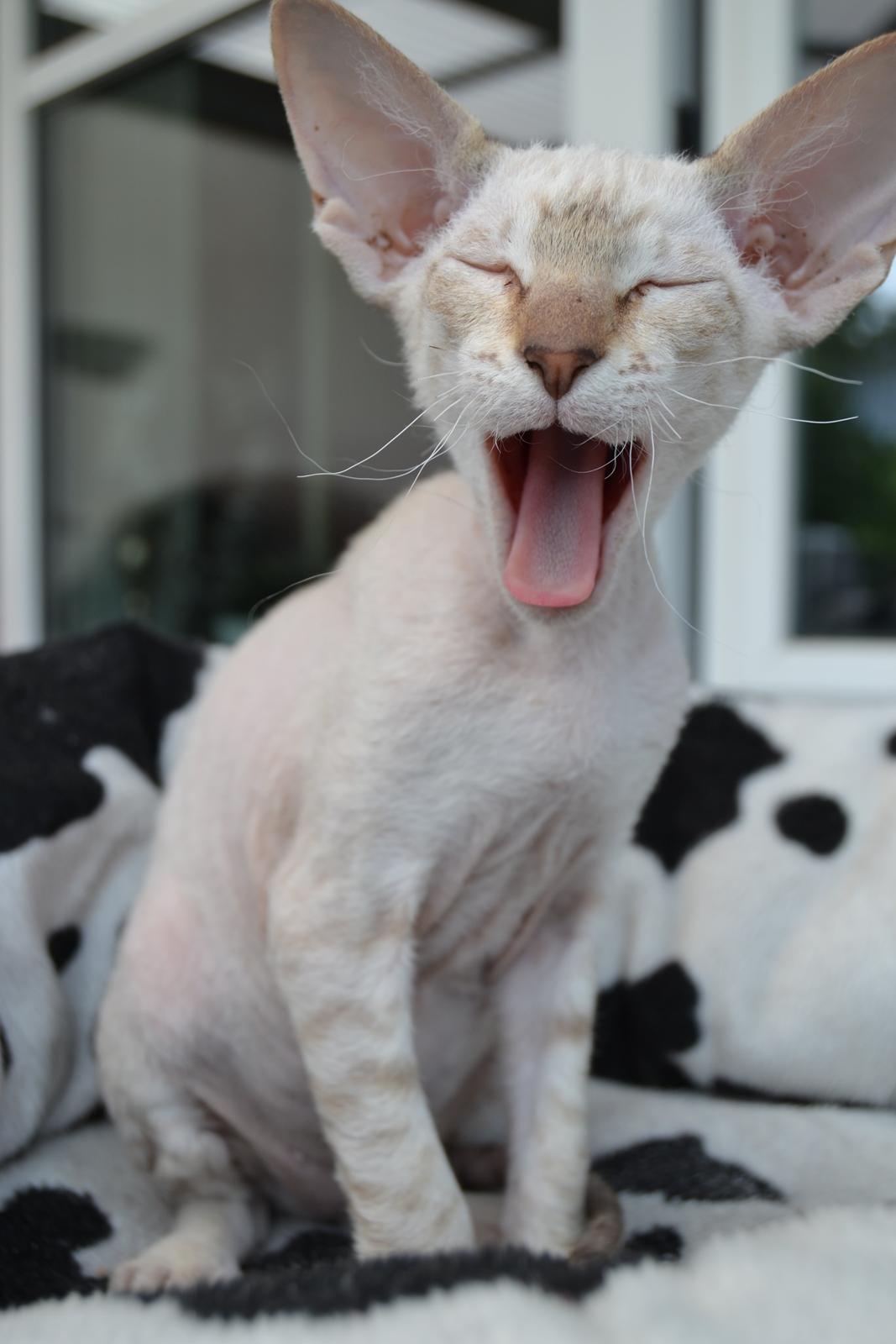 Peterbald DK Petheaven Marshmellow Rufus billede 3