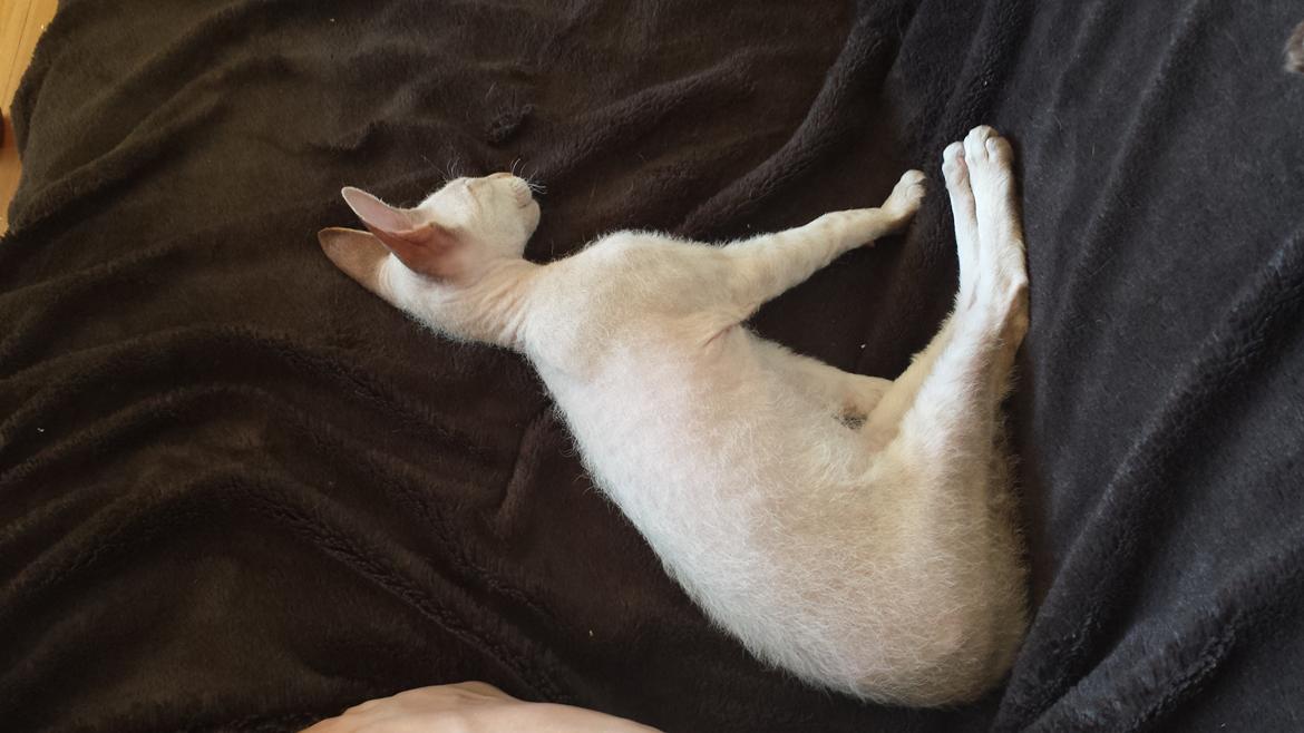 Peterbald DK Petheaven Marshmellow Rufus billede 4