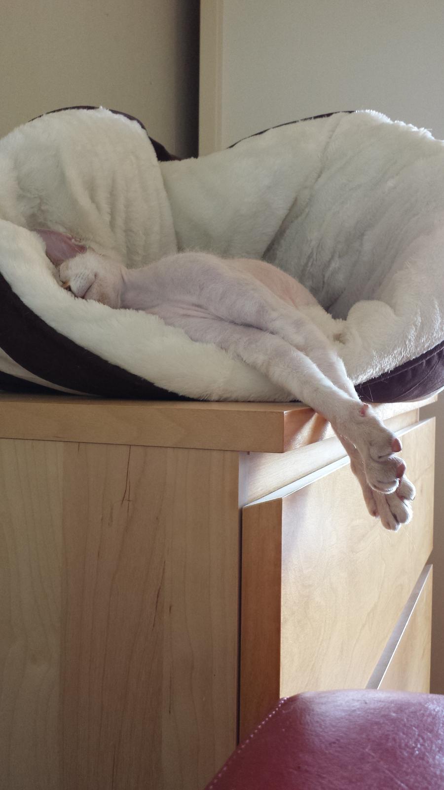 Peterbald DK Petheaven Marshmellow Rufus billede 5