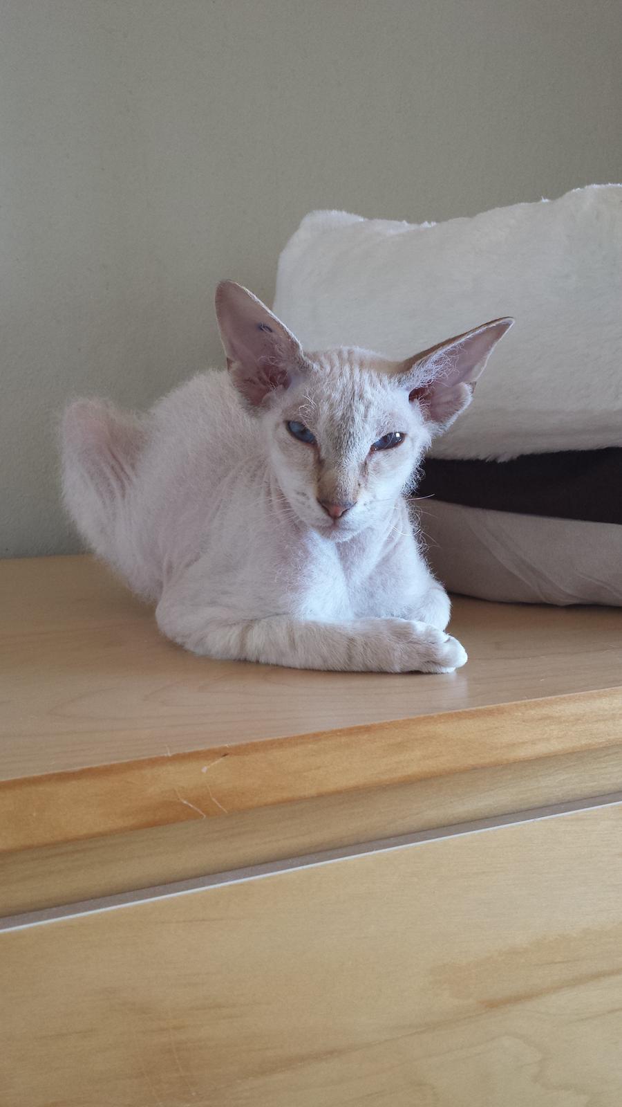 Peterbald DK Petheaven Marshmellow Rufus billede 6