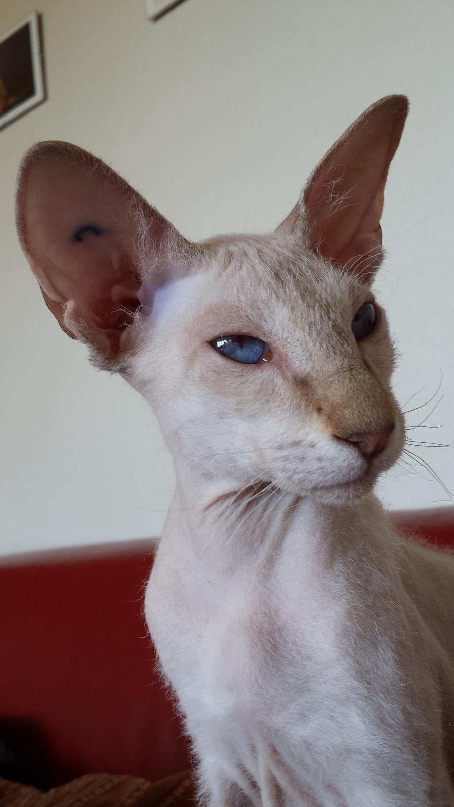 Peterbald DK Petheaven Marshmellow Rufus billede 7